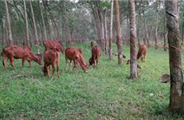 Nuôi bò thịt làm giàu